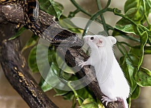 Python snake imeeting mouse lunch on branch