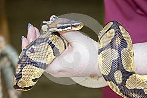 Python Snake In Its Handler`s Hand