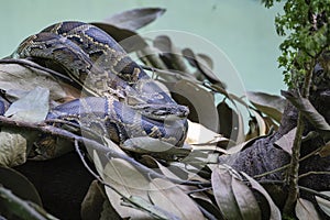 Python snake in nature, close up. Details of an Indian python