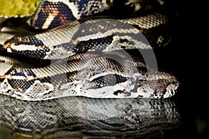 Python snake reptile close-up macro portrait on black