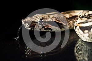 Python snake reptile close-up macro portrait on black