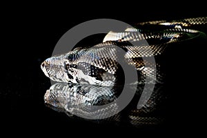 Python snake reptile macro portrait on black