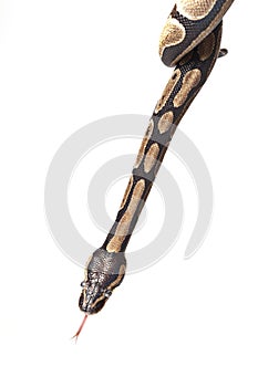 Python snake showing forked tongue photo