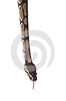 Python snake showing forked tongue