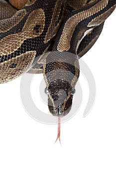 Python snake showing forked tongue closeup photo