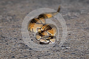 A python snake on sideway road. photo