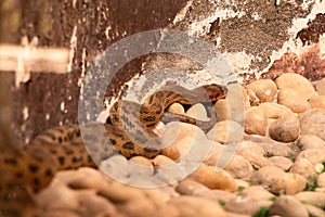 Python snake sitting on the stones. Wildlife