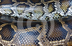 Python Snake Skin, background