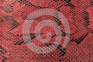 Python, snake skin background