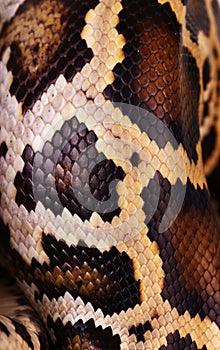 python snake skin and scales pattern