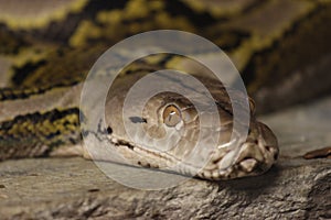 Python snake watching