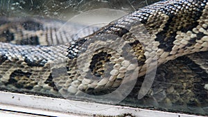 python in terrarium close-up. nVietnamese Ho Chi Minh Zoo