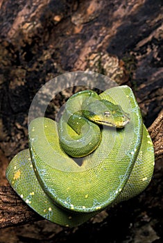 PYTHON VERT morelia viridis