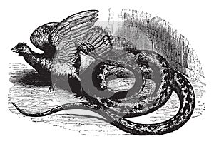 Python, vintage illustration