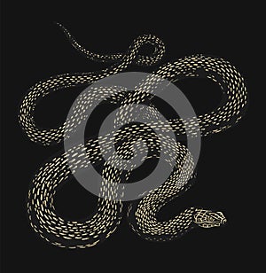 Python in Vintage style on a black background. Serpent or poisonous viper snake. Engraved hand drawn old reptile sketch