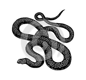 Python in Vintage style. Serpent or poisonous viper snake. Engraved hand drawn old reptile sketch for Tattoo, sticker or