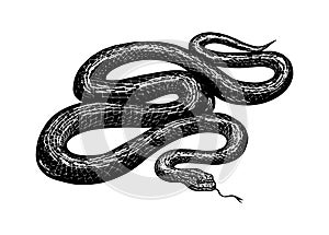 Python in Vintage style. Serpent or poisonous viper snake. Engraved hand drawn old reptile sketch for Tattoo, sticker or