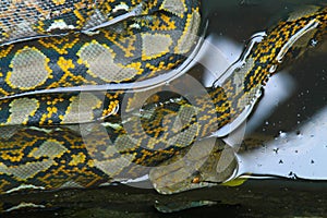 a python was soaking in a wallow