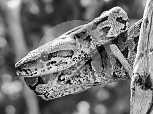 Python Wrapped Around Tree Branch
