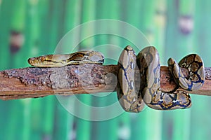 A python is wrapped around a tree branch.