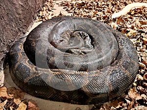 Python Ã Â¸ÂºBivittatus: python snake curled up on the ground