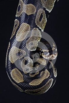 Pythonball snake