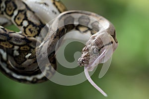 Pythonidae snake eating mouse on branch