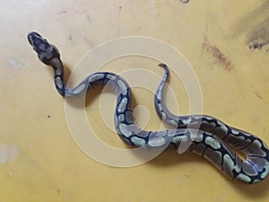 Pythons with floral patterns are a docile type of snake