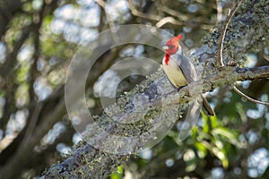 PÃÂ¡jaro cardenal de cresta roja Paroaria coronata en la rama de un ÃÂ¡rbol en los humedales del iberÃÂ¡ photo