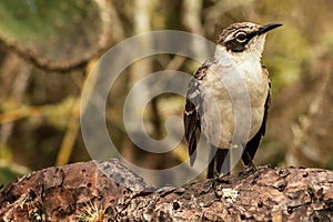 PÃÂ¡jaro de las Islas GalÃÂ¡pagos en un ÃÂ¡rbol de cactus en la isla Santa Cruz, Sinsonte photo