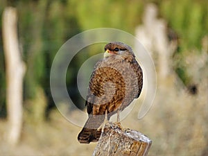 PÃÂ¡jaro parado en un poste con el fondo desenfocado photo