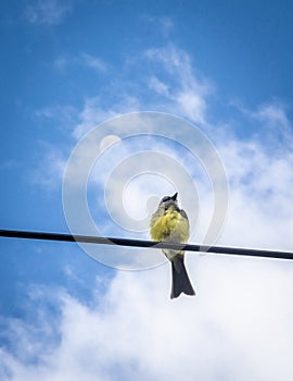 PÃÂ¡jaro que no mira la luna photo