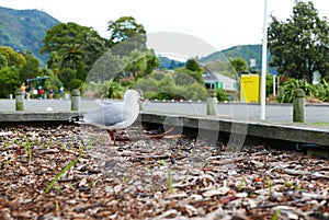 PÃÂ¡jaros en Picton, Nueva Zelanda photo