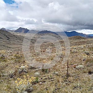 PÃÂ¡ramo in Colombia with frailejones Espeletia photo