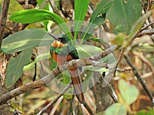 PÃÂ¡ssaro ariramba-de-cauda-ruiva em um galho photo