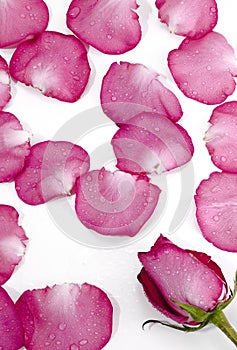 PÃÂ©talos de rosa, rose petals photo