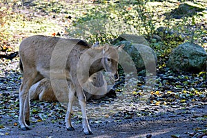 PÃ¨re David`s deer