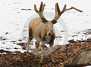 PÃ¨re David's deer