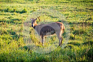 PÃ¨re David's Deer