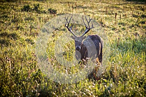 PÃ¨re David's Deer