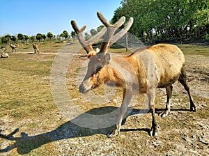 PÃ¨re David`s deer at Dafeng Milu Nature Reserve