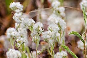 Q tips Micropus californicus wildflowers