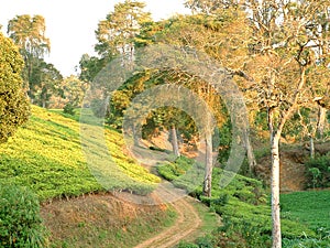 Qaint path between tea fields