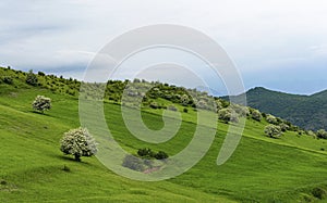 Qaradagh jungles of Iran