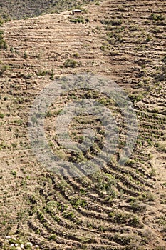 Qat farming in Ethiopia