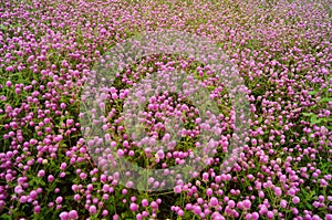 Qianrihong flower plant landscape, as an ornamental flower, is planted in the urban green belt