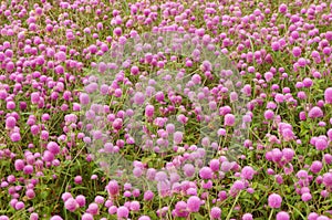 Qianrihong flower plant landscape, as an ornamental flower, is planted in the urban green belt