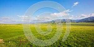 Qilian Plateau meadow in summer photo