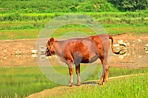 Qinchuan cattle,China