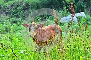 Qinchuan cattle,,China